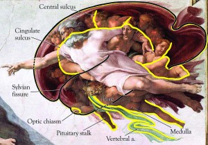 Creation of Adam depicts human brain