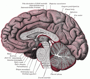 pineal and pituitary