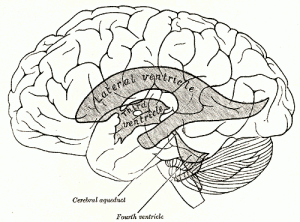 Third Ventricle