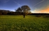 Thumbnail image for Meaning of the Tree of Life