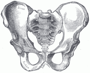 Sacrum bone kundalini