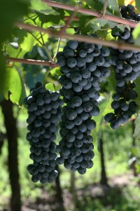 Grapes on the vine