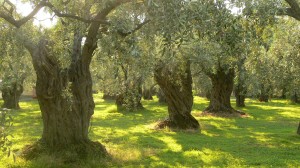 The Two Olive Trees