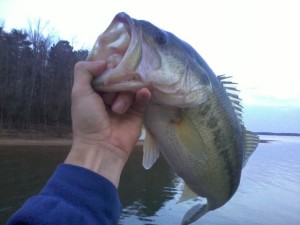 Kerr Lake Bass