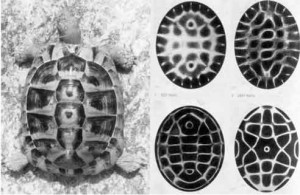 cymatic turtle