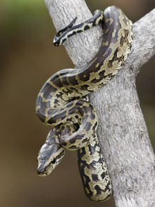 serpent on a tree