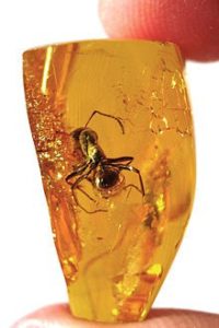 bug in amber