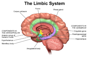 Pineal Gland, fornix furnace