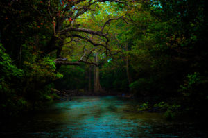 dark forest light